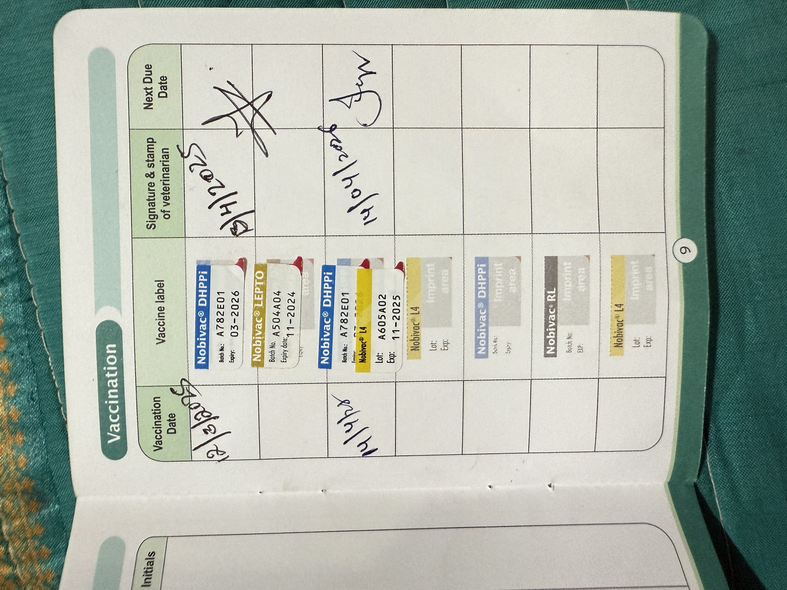 Golden Retriever 80days male puppy