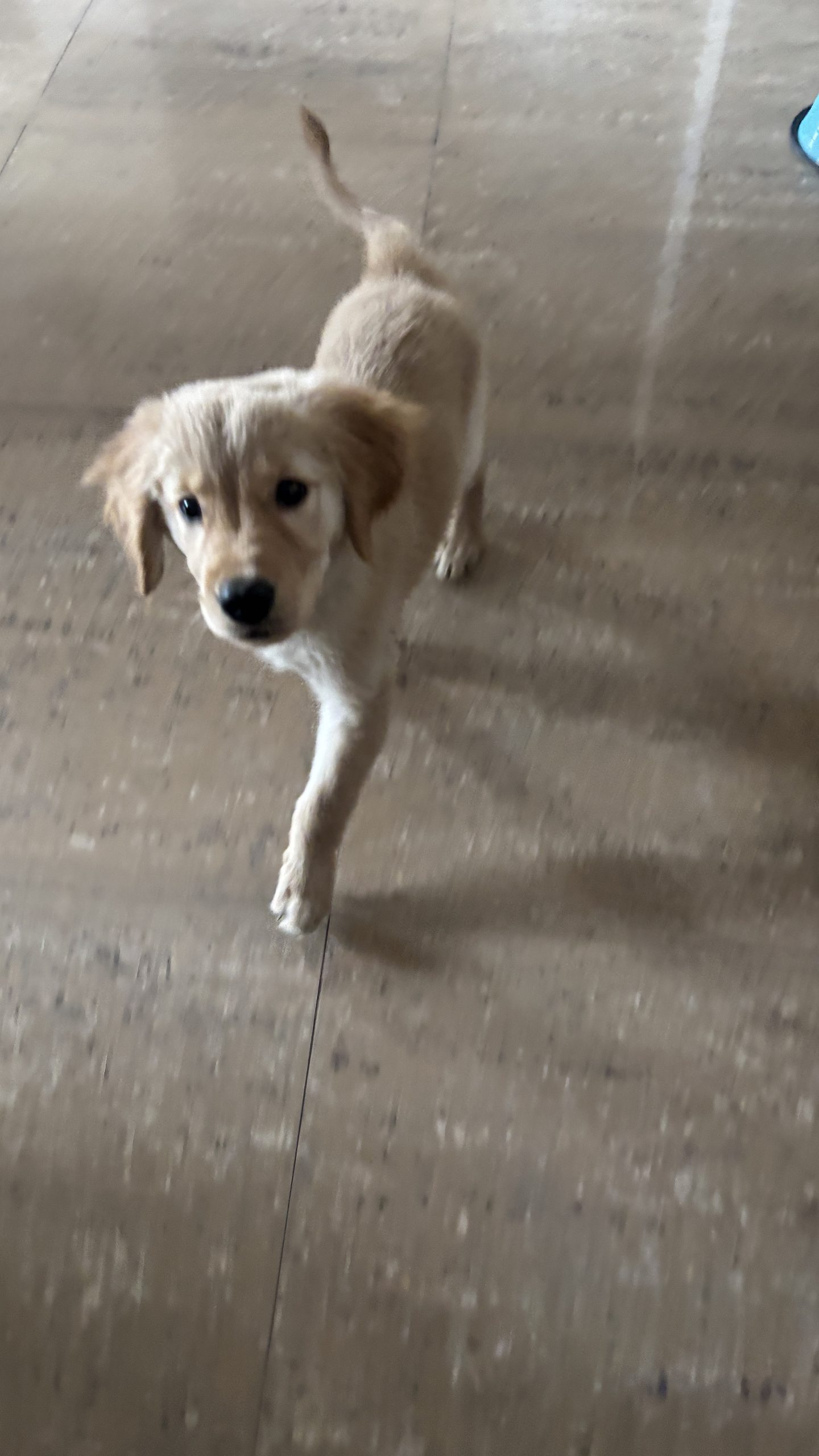 Golden retriever  female