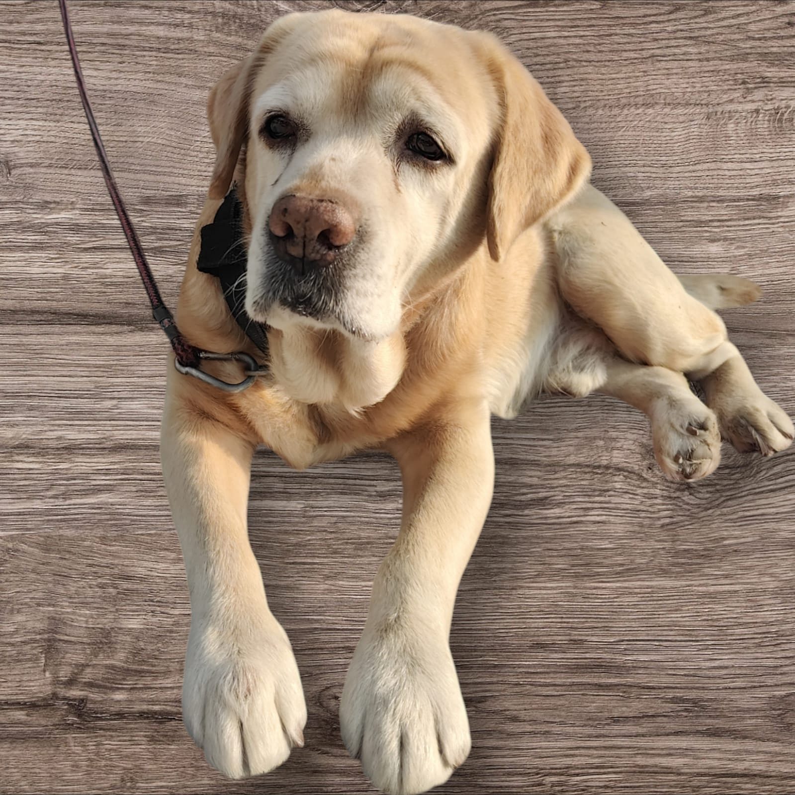 Golden Retriever Labrador