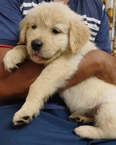 Golden retriever puppies