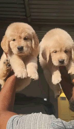 Golden Retriever puppies available
