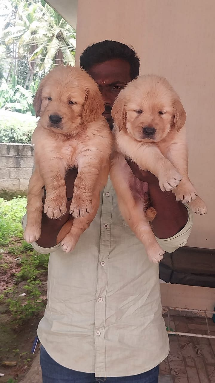 Golden retriever puppies available in Chennai