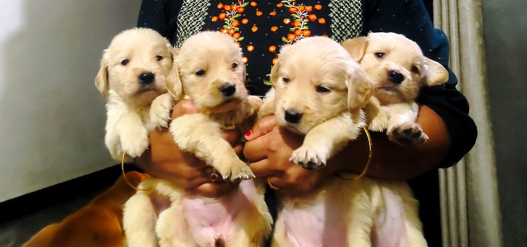 Golden retriever puppies