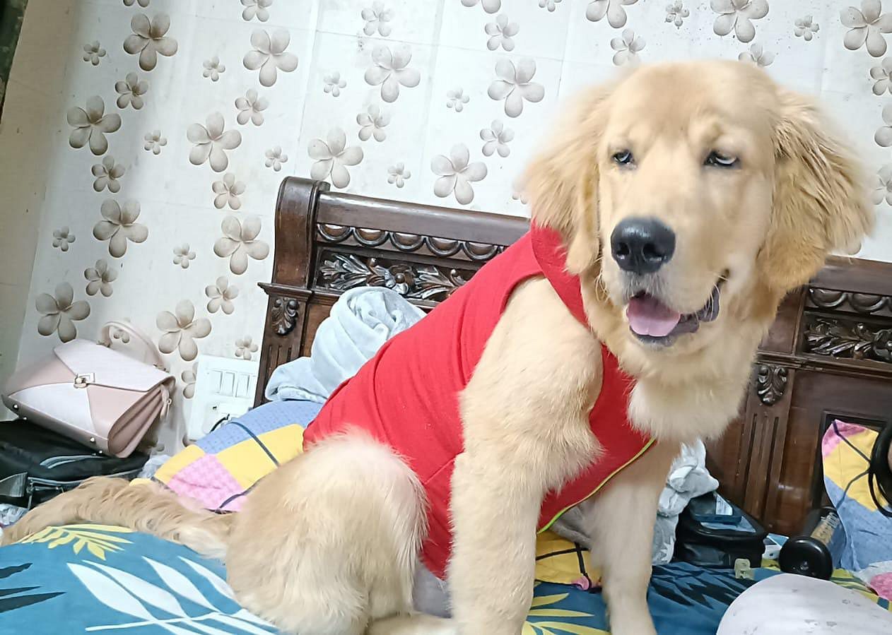 Golden retriever puppies for sale!!!