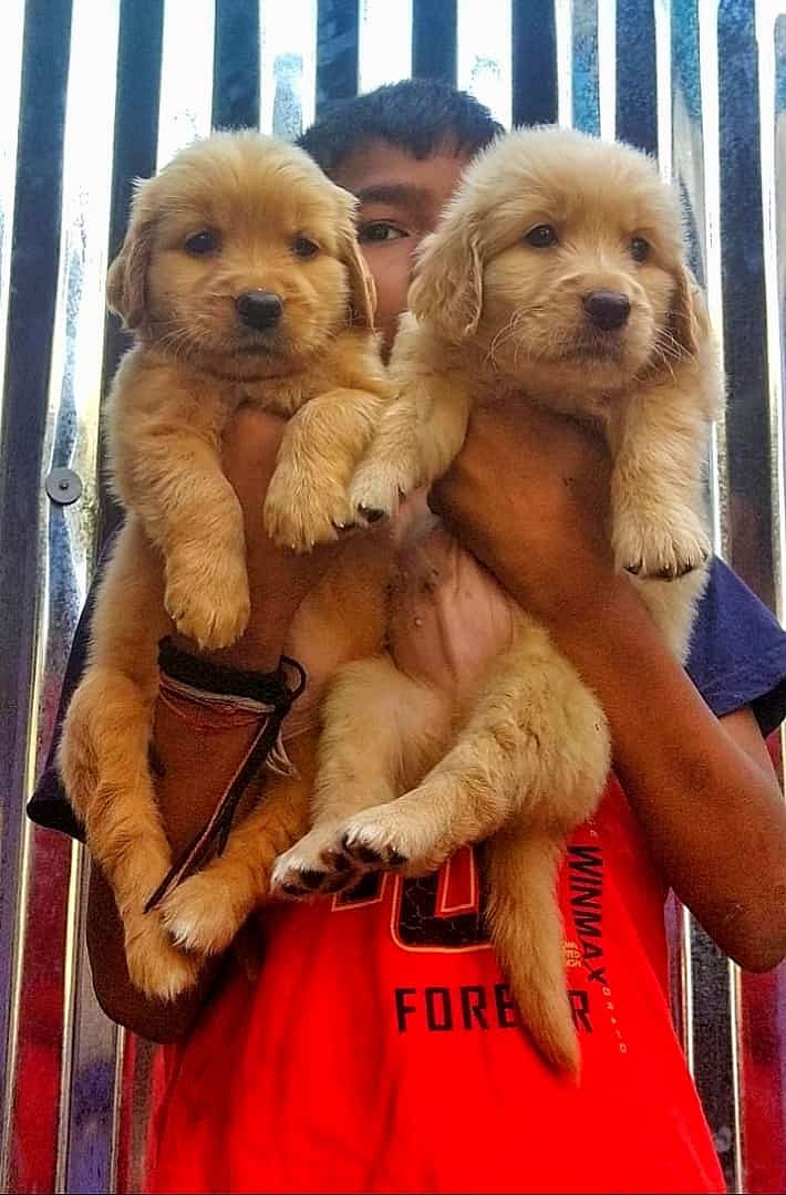 Golden retriever puppies available in Chennai