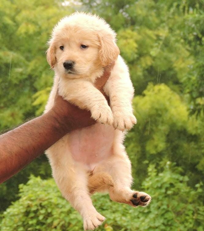 Golden retriever puppies available in Chennai