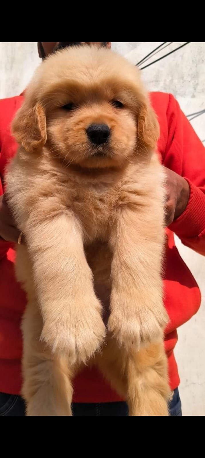 Golden retriever puppies available in Chennai