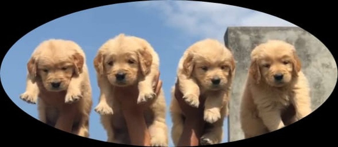 Golden Retriever puppies available in Delhi Gurgaon Noida 8570830887