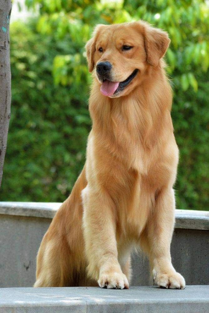 Golden retriever puppies for sale
