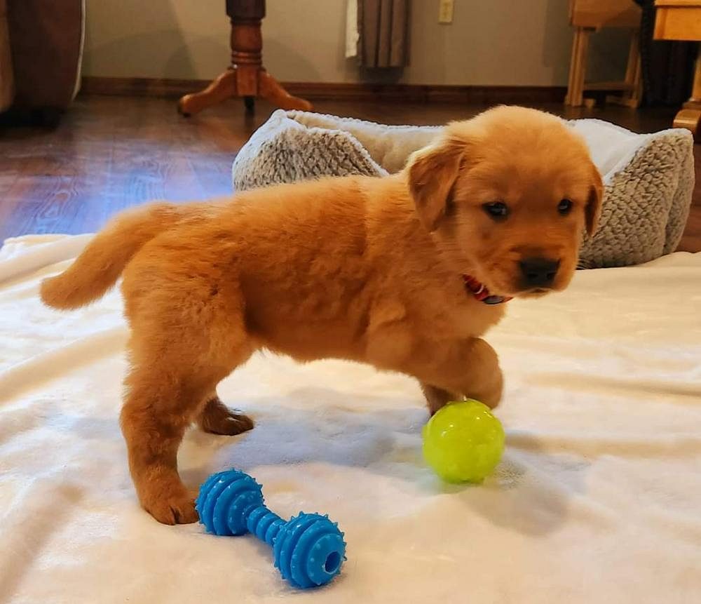 Golden retriever puppies for sale