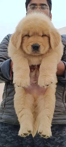 Golden Retriever puppy available whsaap 9394723663