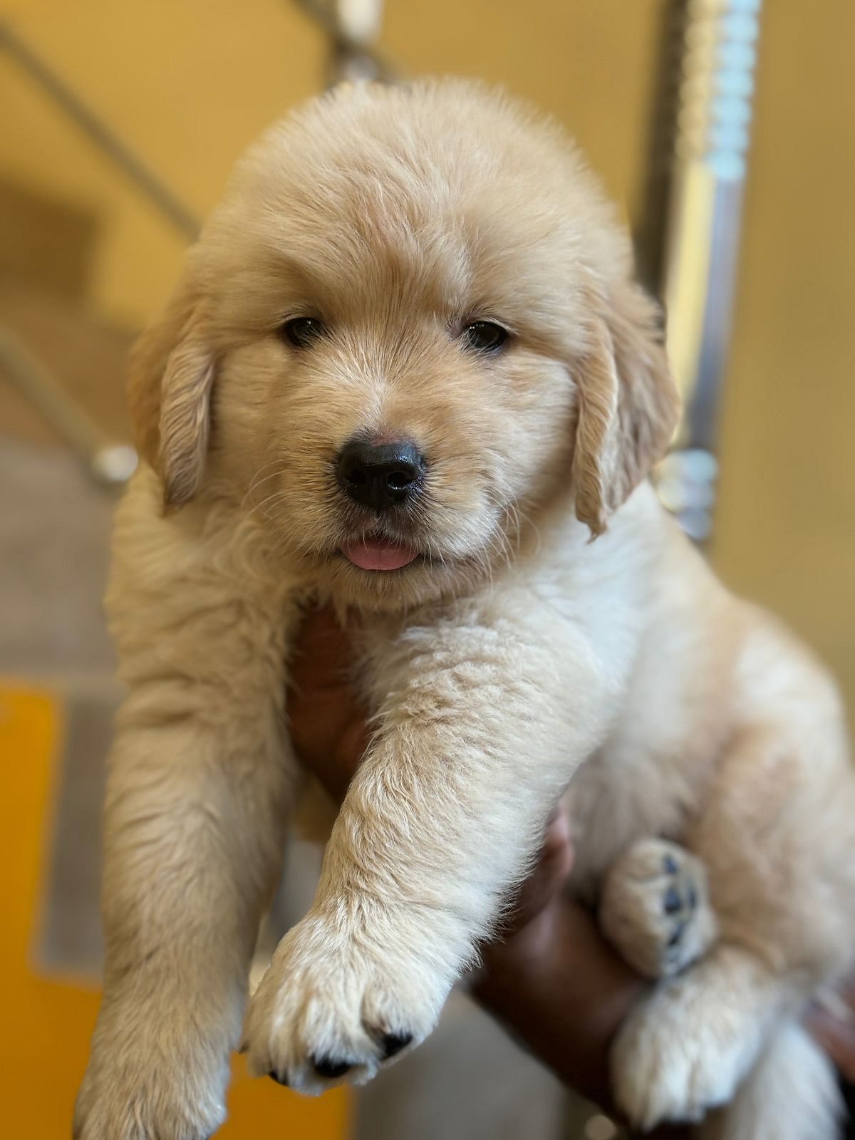Golden retriever puppy available in Chennai
