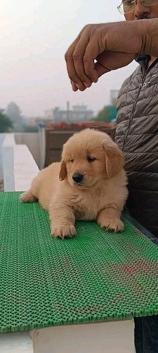 Golden Retriever puppy available