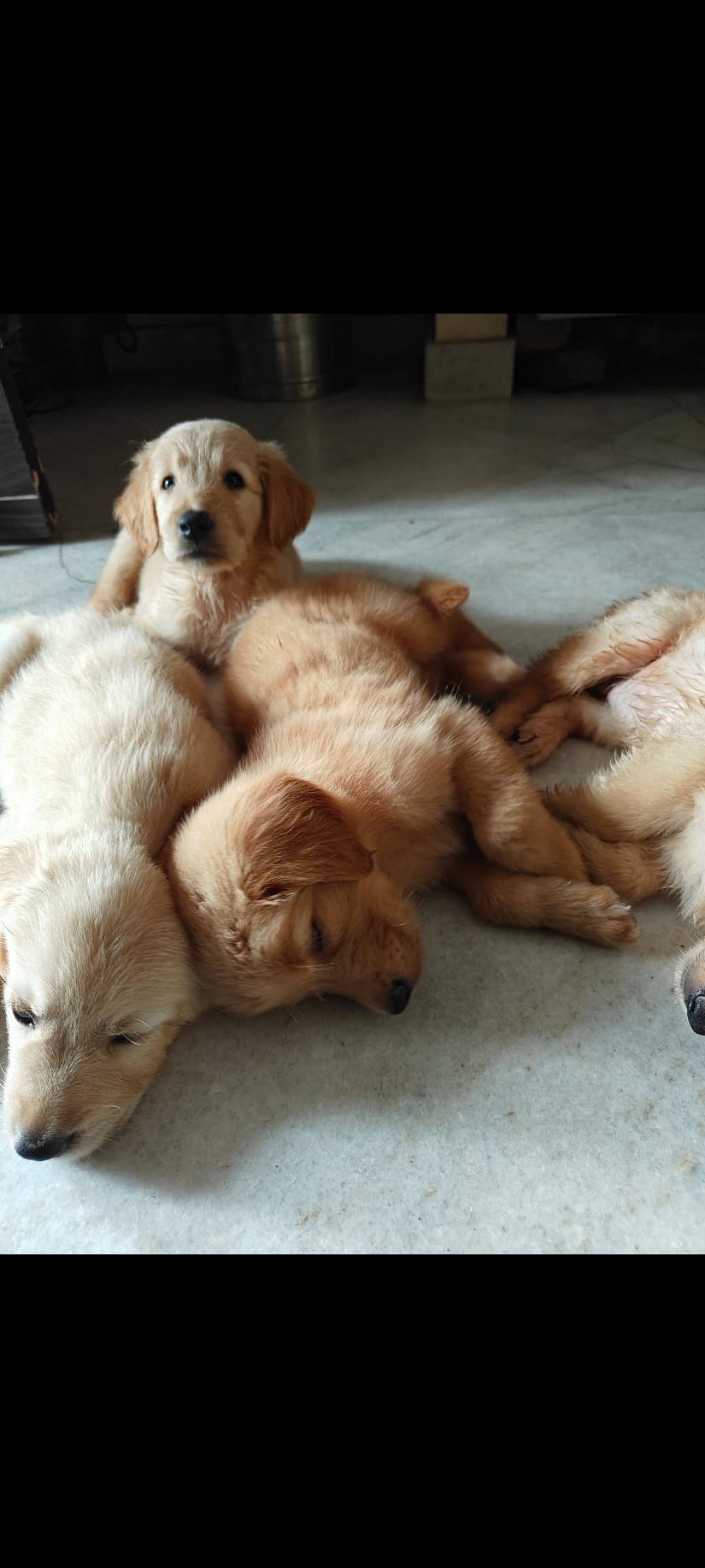 Golden retriever puppy