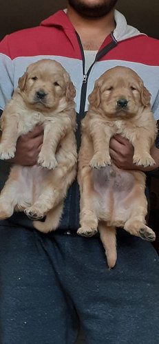 Golden Retriever Pups For Sale Delhi