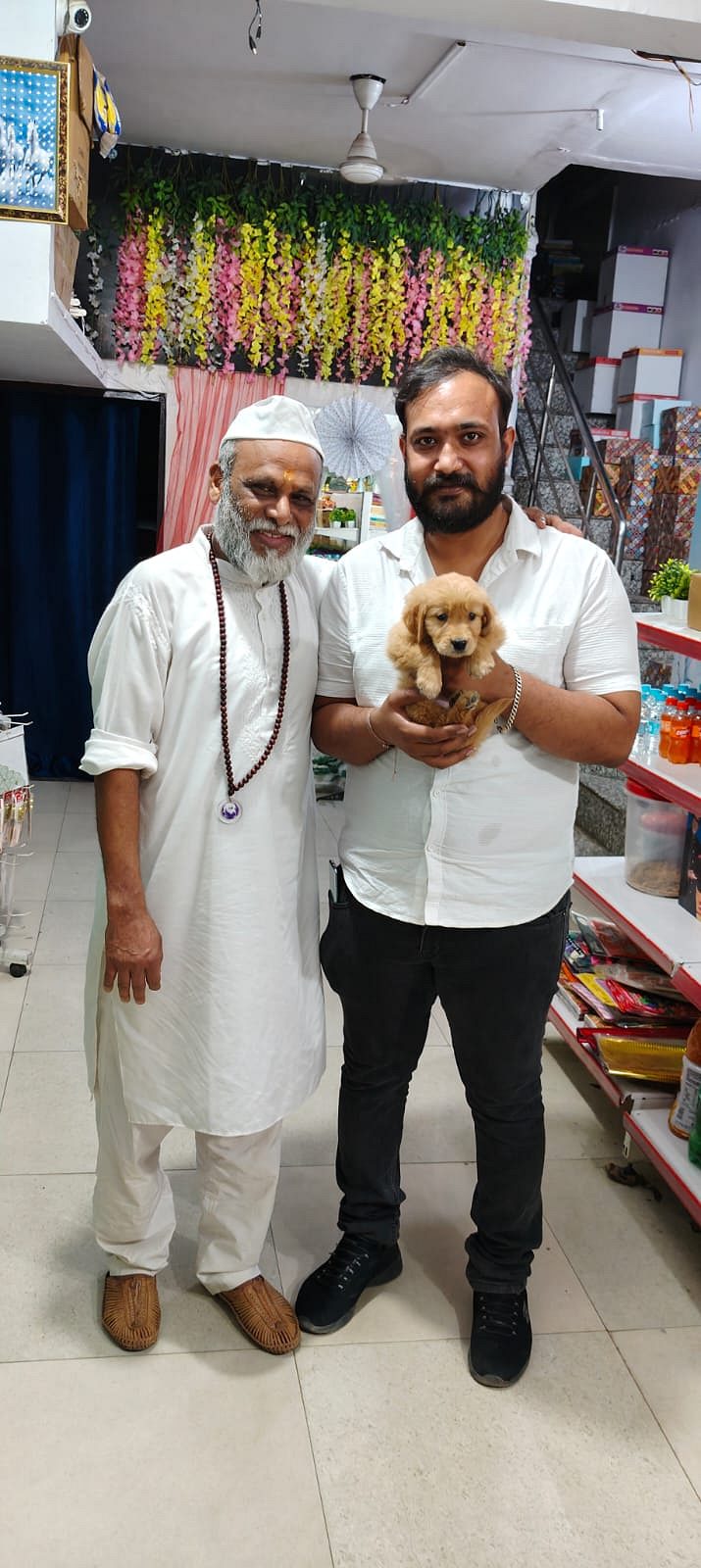 Golden retriever Show quality puppy