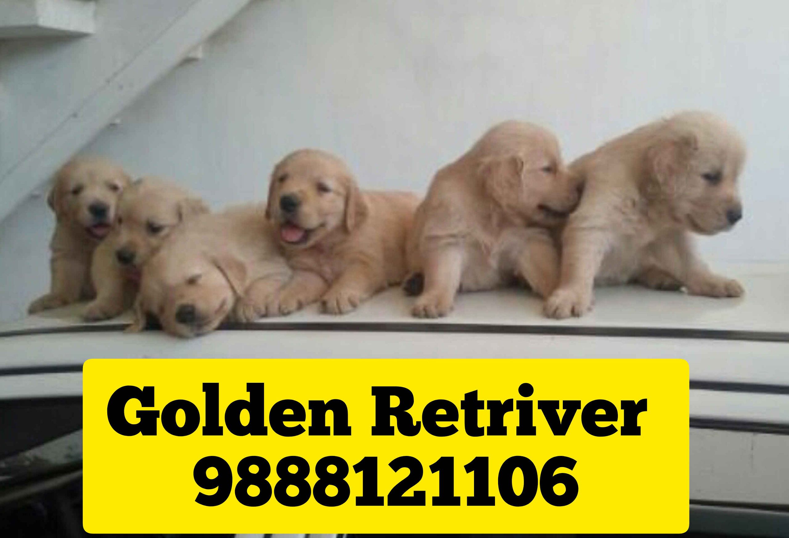 Golden Retriver puppy Buy and sale near me 9888121106