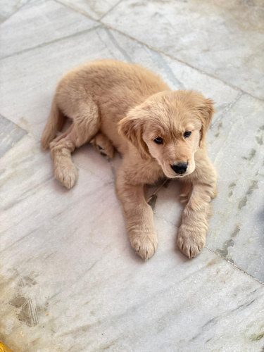 Golden Retriver Puppy