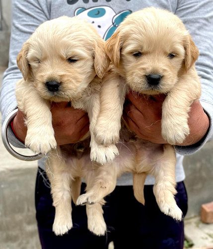 GoldenRetriever Puppies Available Here Trust Kennel