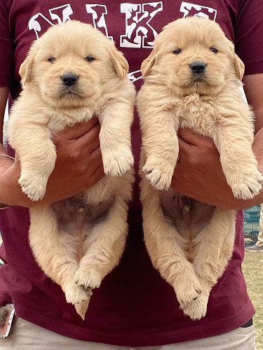 GoldenRetriever Puppies For Sale Trust Kennel