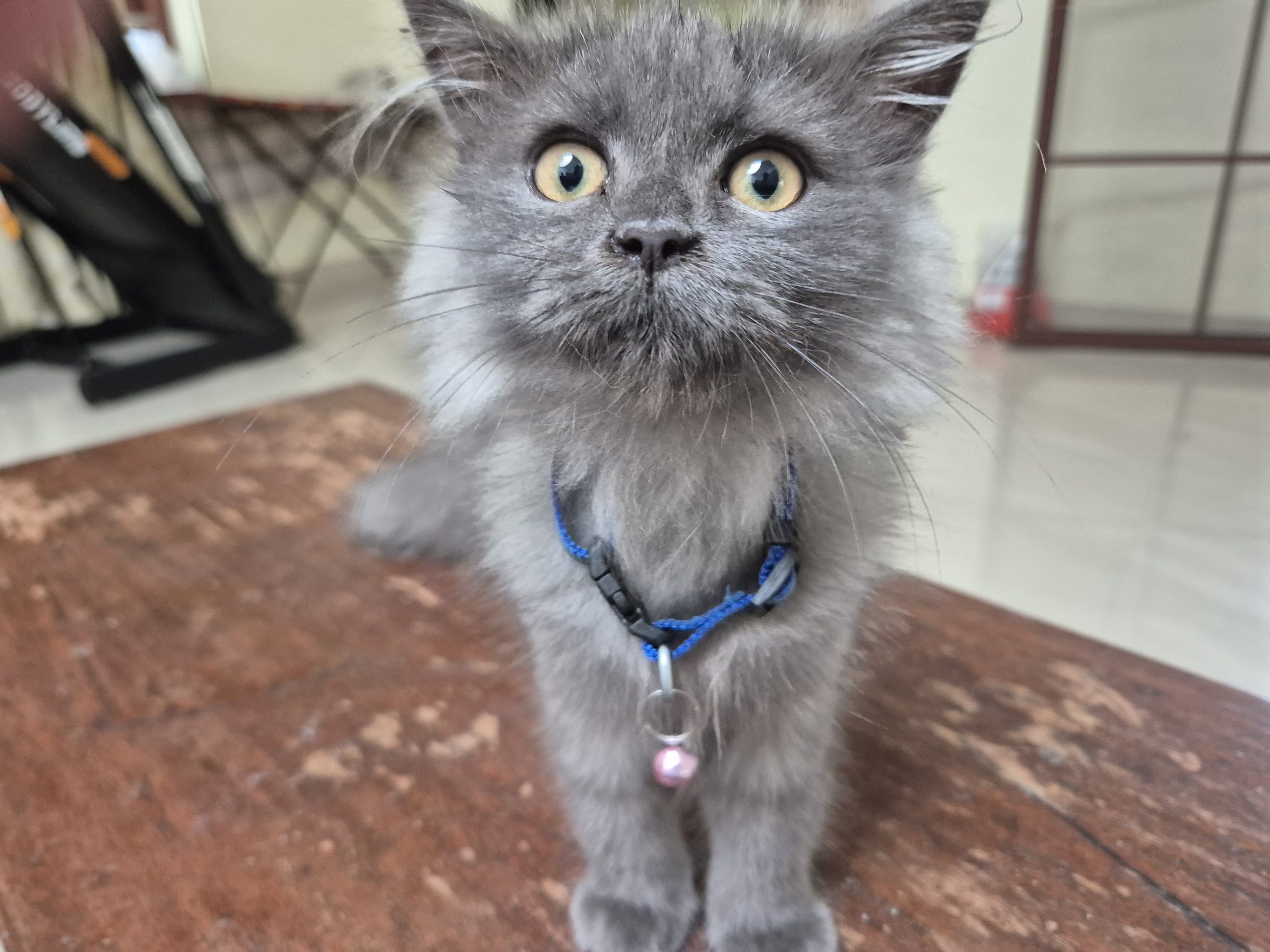 Good Quality and Healthy Persian Cat for sale