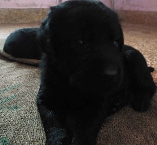 Good quality Labrador puppies for sale 
