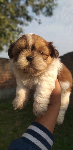 Good Quality ShihTzu Pups Available Call 9654249090