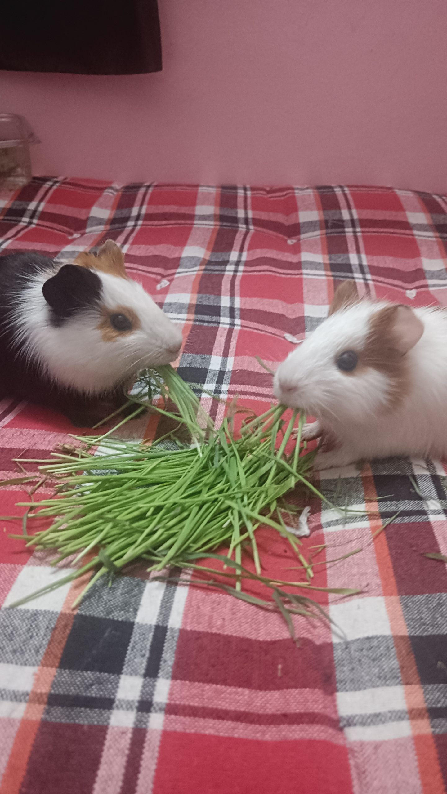 Guinea pigs