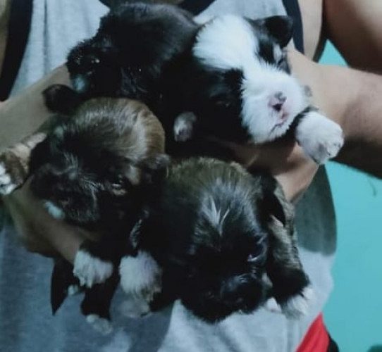 HEALTHY & ACTIVE LHASA APSO DOODIES ARE READY TO GO NEW HOMES ROYAL ORCHID PAWS