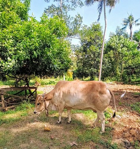 Healthy Vechur cow and calf for sale