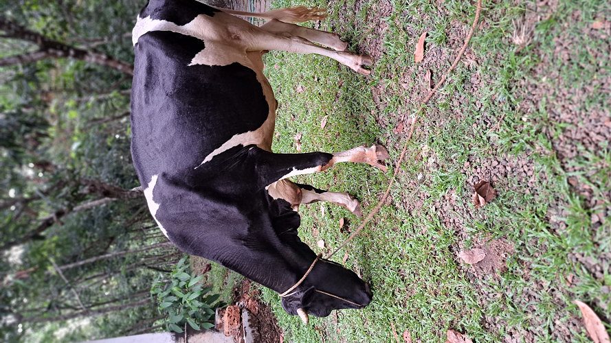 HF cow for sale