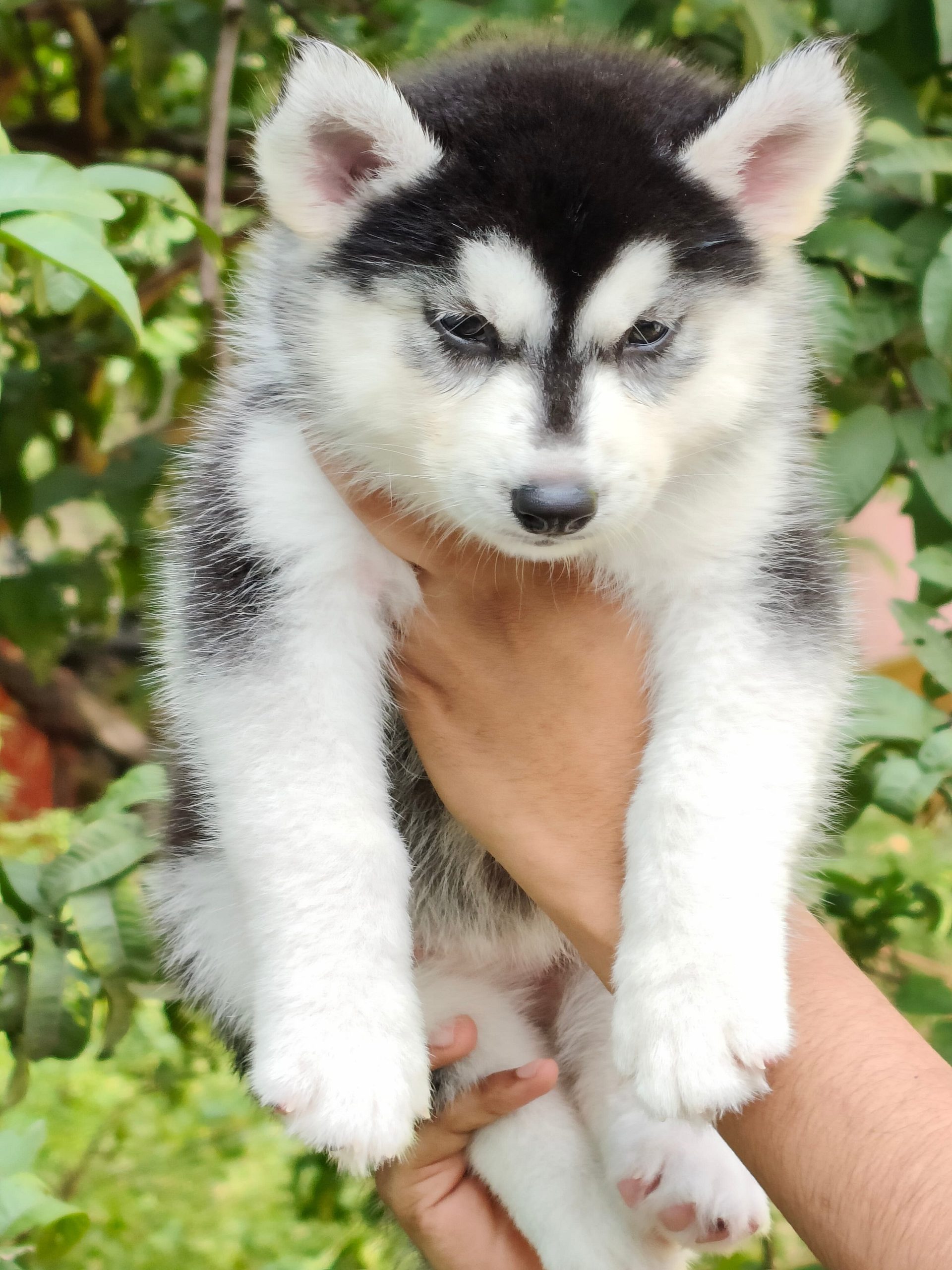 Husky