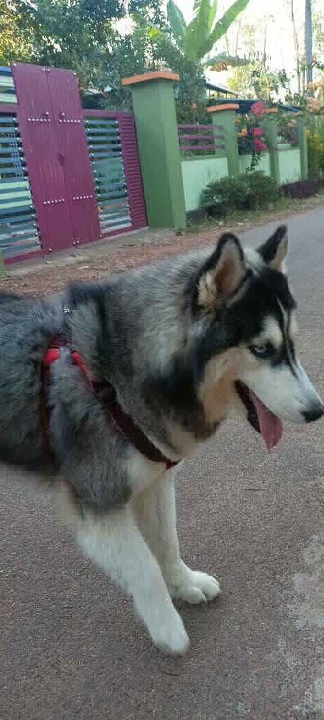 Husky Female