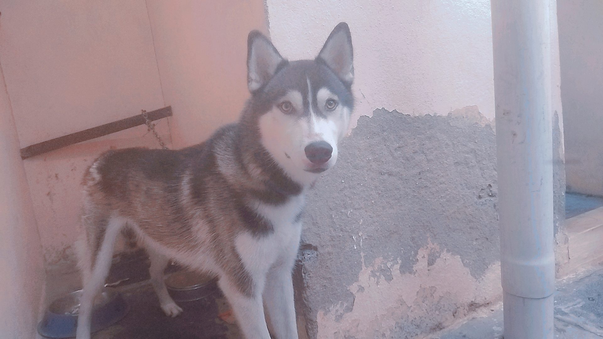 Husky male 1year old