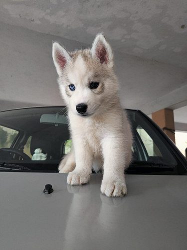 Husky male and female puppies