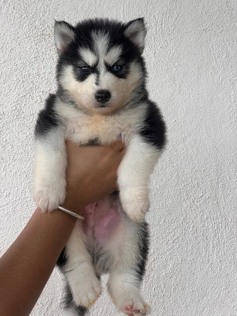 Husky male and female puppies available