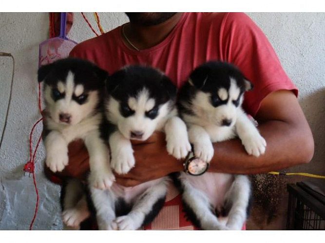 Husky puppies available Top quality
