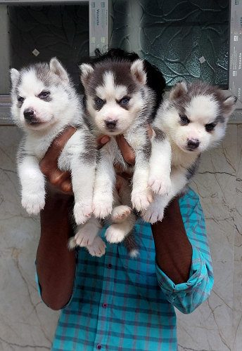 Husky puppies available
