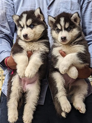 Husky puppies available in Chennai