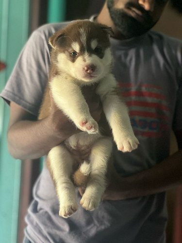 Husky puppies available