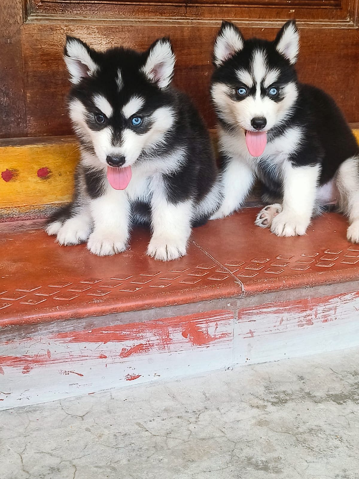 Husky puppies available in Chennai
