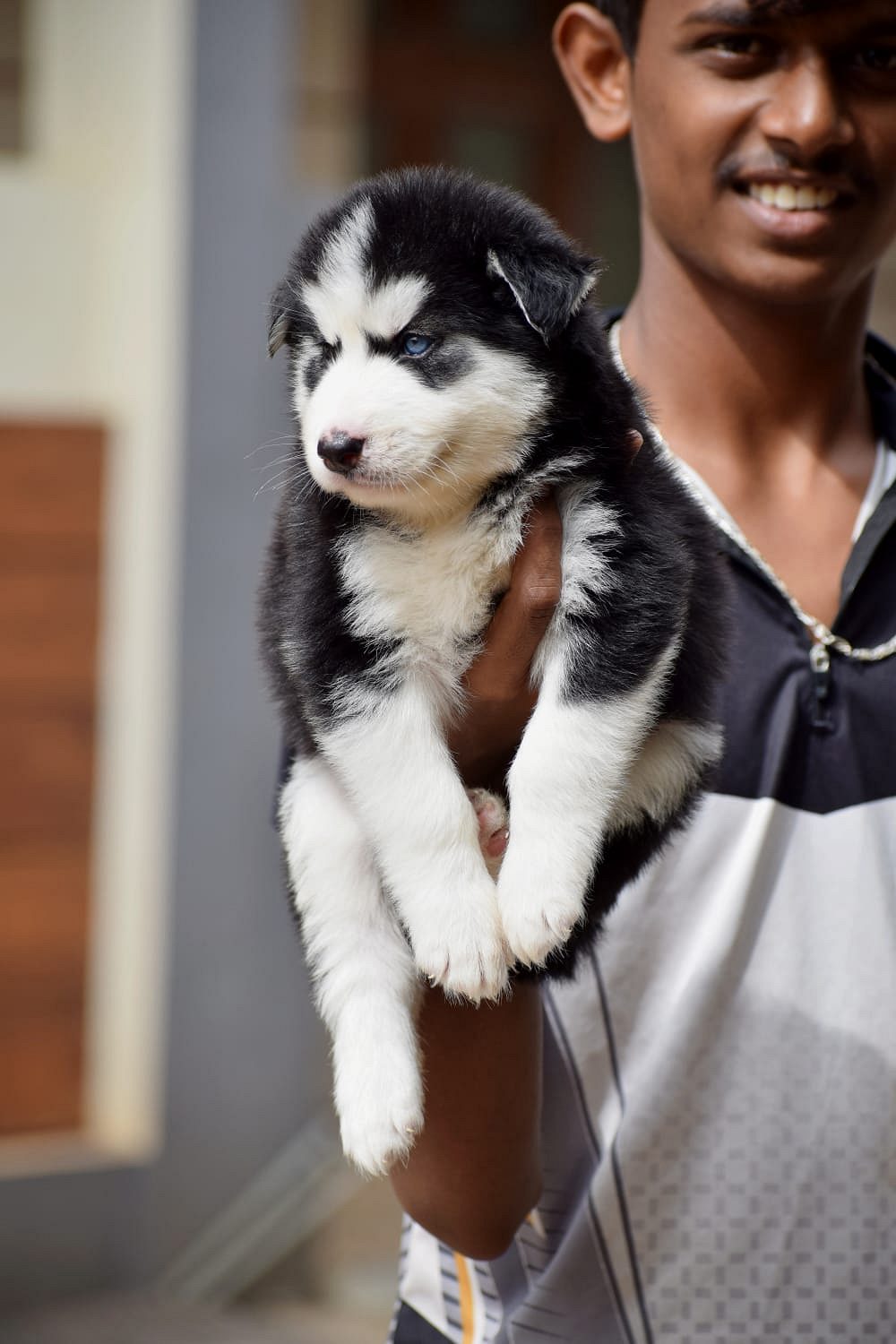 Husky puppies available in Chennai
