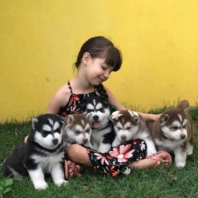 Husky puppies