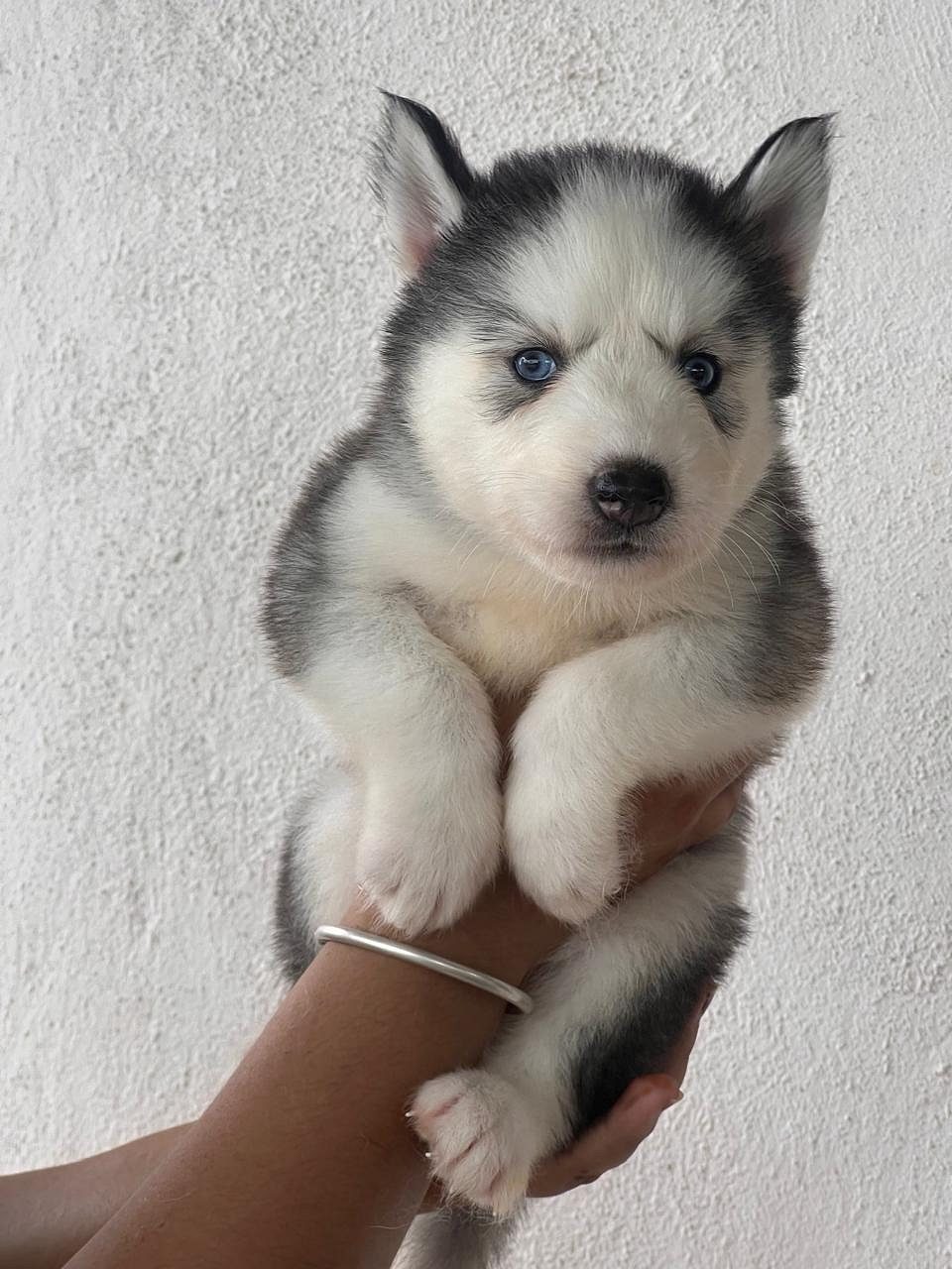 Husky puppy available in Chennai