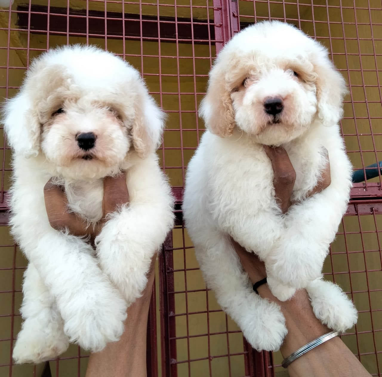 IMPORT LINEAGE COCAPOO PUPPS @ ROYAL ORCHID PAWS 9205546224