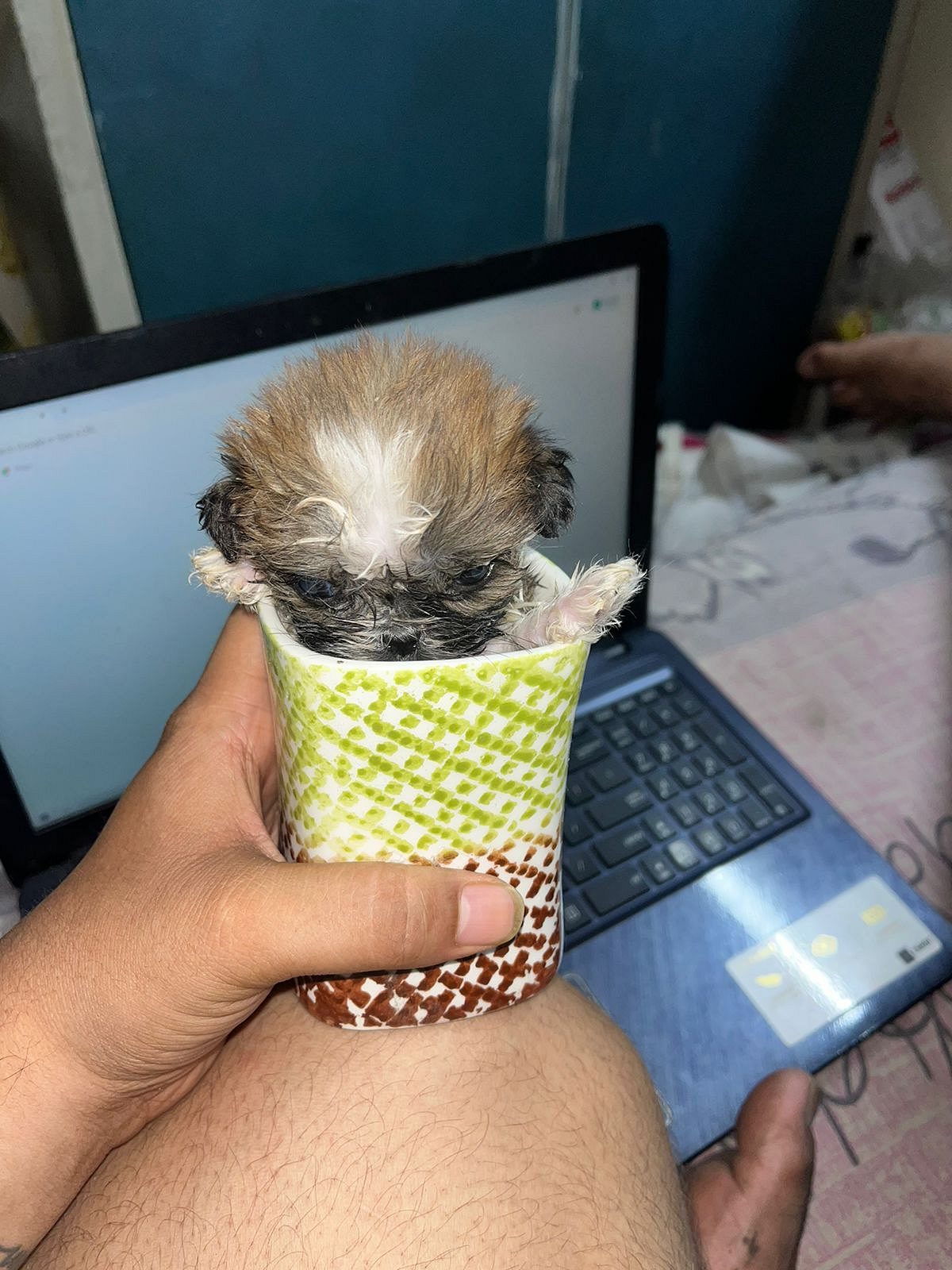 IMPORT LINEAGE SHIHTZU PUPPS @ ROYAL ORCHID PAWS 9205546224