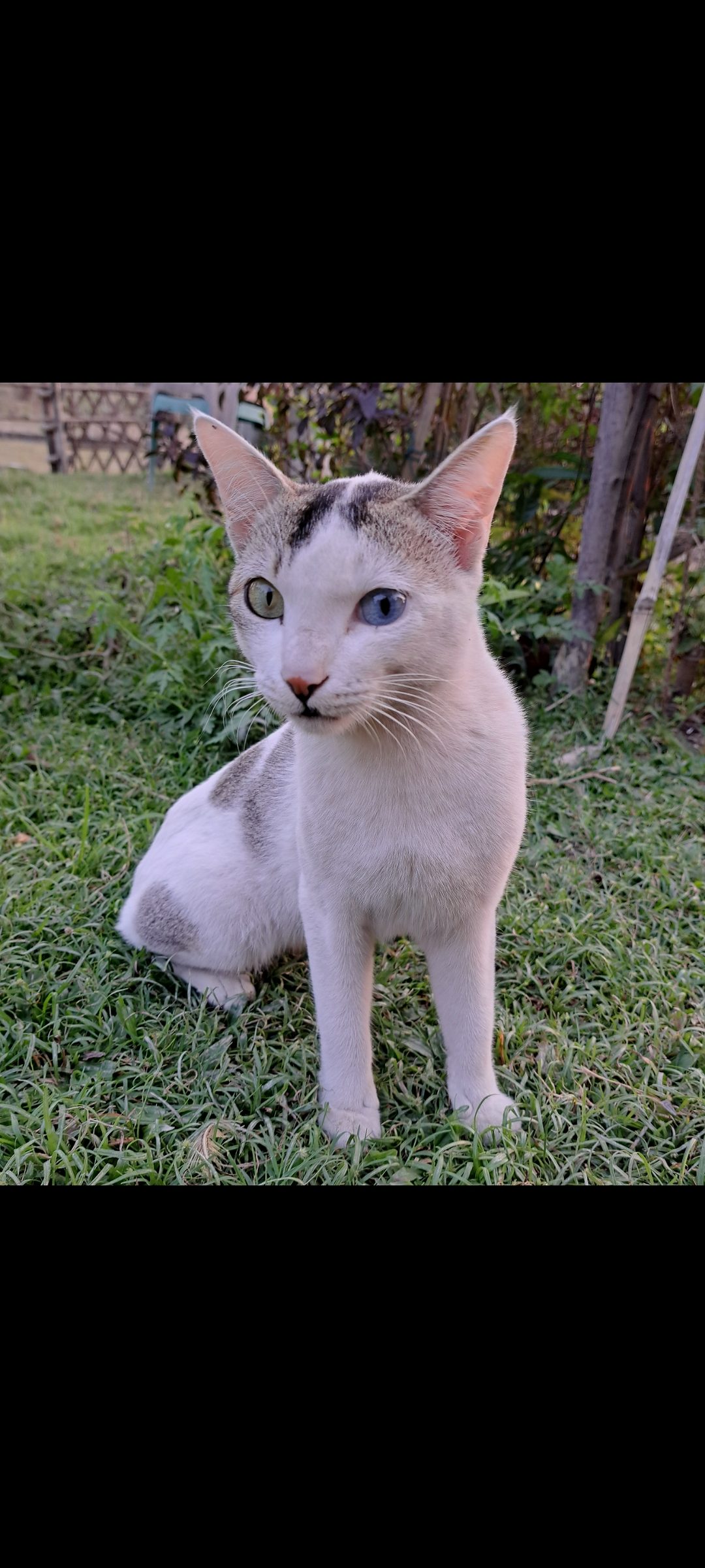 Indian Cat (heterochromia)