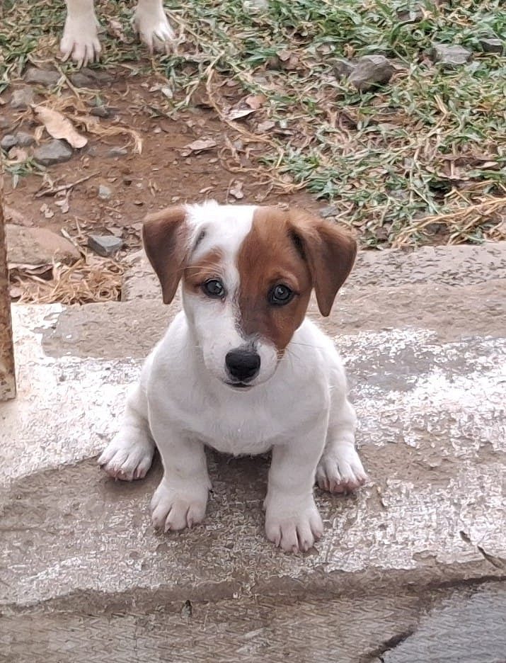 Jack rusel terrier female puppy available