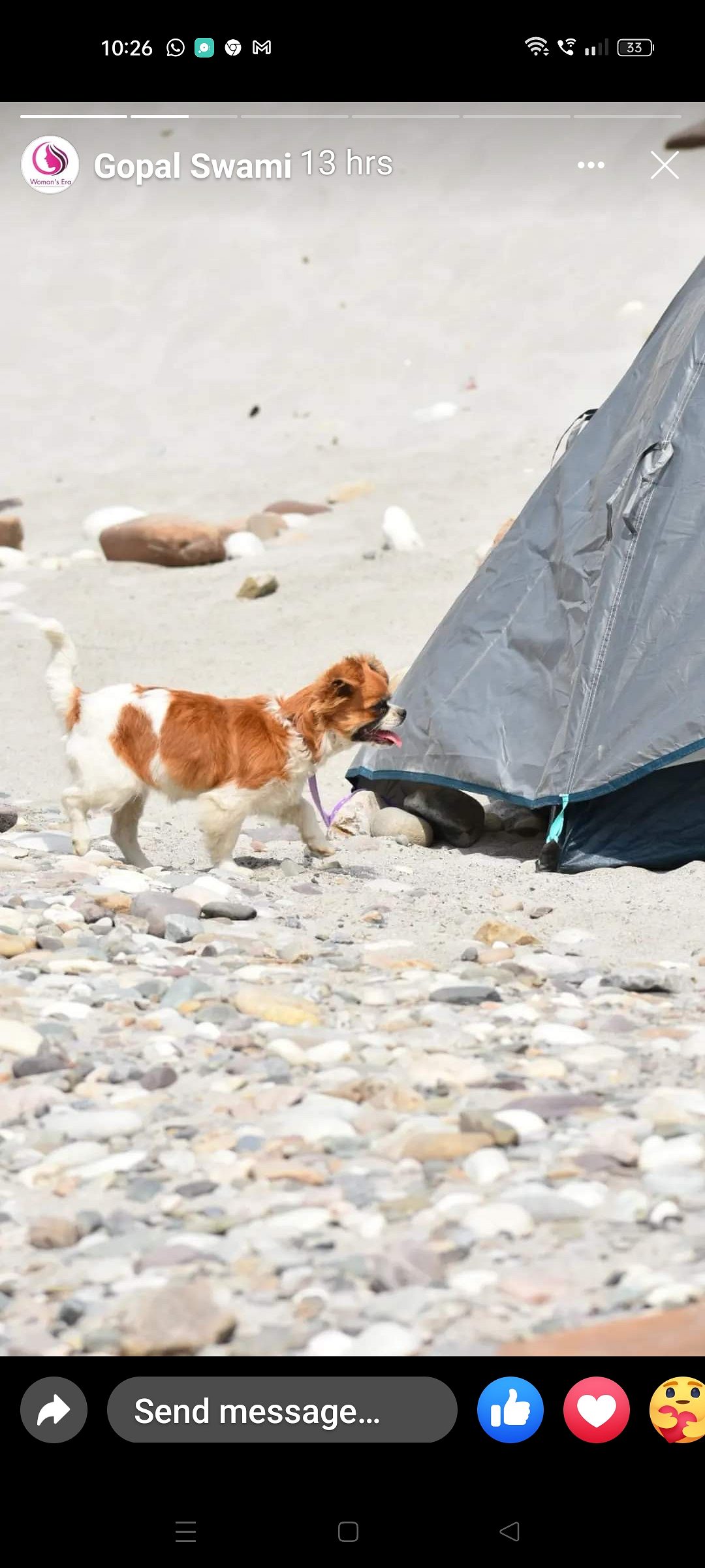 Jack Russell Pups Available Here Trust Kennel