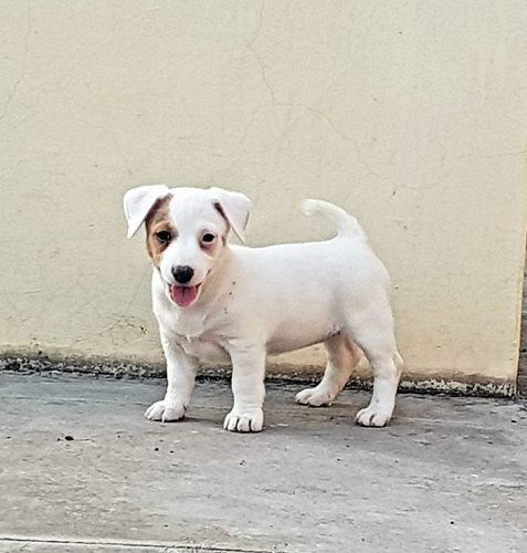 Jack Russell Pups Litter For Sale Delhi Trust Kennel